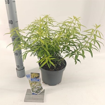 Choisya Goldfingers 25-30 cm cont. 3,0L - afbeelding 3