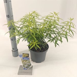 Choisya Goldfingers 25-30 cm cont. 3,0L - afbeelding 3