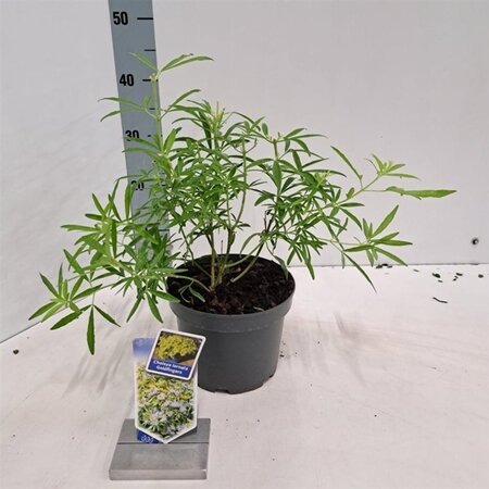 Choisya Goldfingers 25-30 cm cont. 3,0L - afbeelding 4