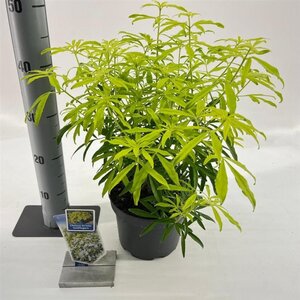 Choisya Goldfingers 25-30 cm cont. 3,0L - afbeelding 5