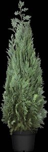 Chamaecyparis l. 'Columnaris' 100-125 cm cont. 7,5L