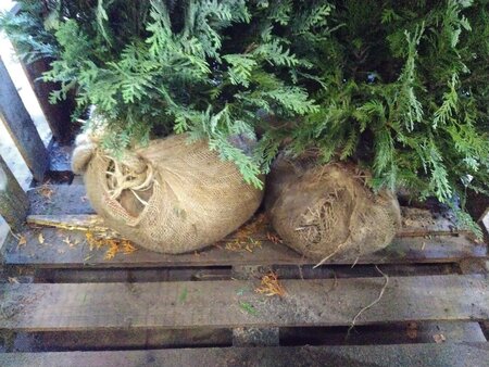 Chamaecyparis l. 'Columnaris' 175-200 cm met kluit - afbeelding 3