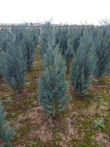 Chamaecyparis l. 'Columnaris' 60-80 cm met kluit - afbeelding 3