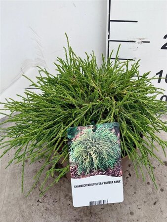 Chamaecyparis p. 'Filifera Nana' 25-30 cm cont. 3,0L - afbeelding 2