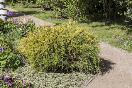 Chamaecyparis p. 'Filifera Nana' 25-30 cm cont. 3,0L - afbeelding 1