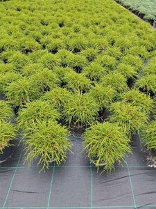 Chamaecyparis p. 'Filifera Nana' 25-30 cm cont. 3,0L - afbeelding 4