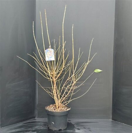 Chimonanthus praecox = Calycanthus 100-125 cm met kluit