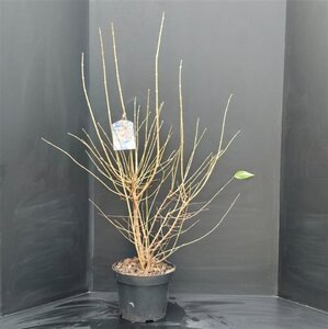 Chimonanthus praecox = Calycanthus 100-125 cm met kluit