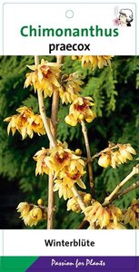 Chimonanthus praecox = Calycanthus 30-40 cm cont. 3,0L