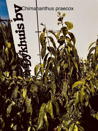 Chimonanthus praecox = Calycanthus 80-100 cm met kluit