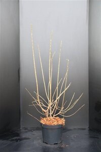 Chimonanthus praecox = Calycanthus 80-100 cm met kluit - afbeelding 2