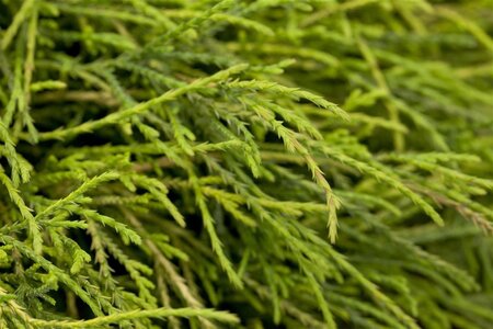 Chamaecyparis p. 'Sungold' 25-30 cm cont. 3,0L - afbeelding 1