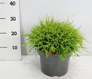 Chamaecyparis p. 'Sungold' 30-40 cm cont. 5,0L - afbeelding 6