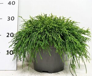 Chamaecyparis p. 'Sungold' 30-40 cm cont. 5,0L - afbeelding 5