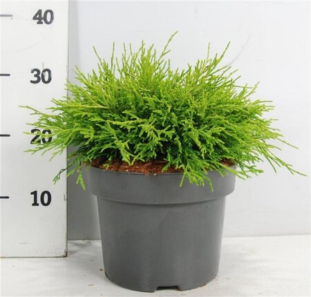Chamaecyparis p. 'Sungold' 30-40 cm cont. 5,0L - afbeelding 3