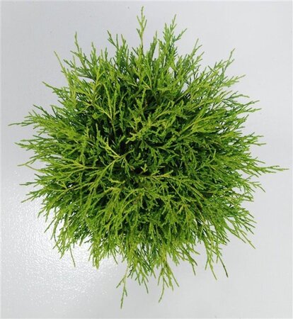 Chamaecyparis p. 'Sungold' 30-40 cm cont. 5,0L - image 7