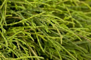 Chamaecyparis p. 'Sungold' 30-40 cm cont. 5,0L