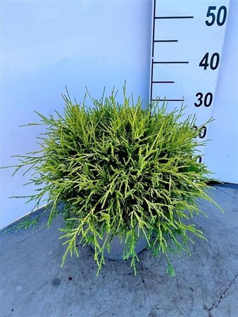 Chamaecyparis p. 'Sungold' 30-40 cm cont. 5,0L - image 8