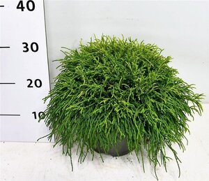 Chamaecyparis p. 'Sungold' 30-40 cm cont. 5,0L - image 4
