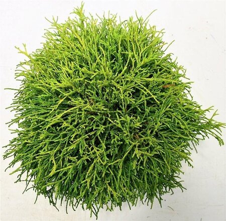 Chamaecyparis p. 'Sungold' 30-40 cm cont. 5,0L - image 2