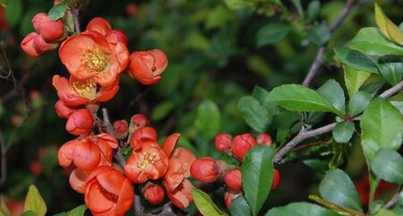 Chaenomeles sup. 'Boule de Feu' 60-80 cm cont. 7,5L - afbeelding 1