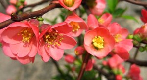 Chaenomeles sup. 'Boule de Feu' 60-80 cm cont. 7,5L - afbeelding 2