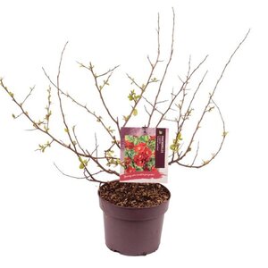 Chaenomeles sup. 'Crimson and Gold' 30-40 cm cont. 3,0L - afbeelding 3