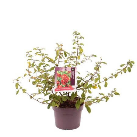 Chaenomeles sup. 'Crimson and Gold' 30-40 cm cont. 3,0L - afbeelding 3