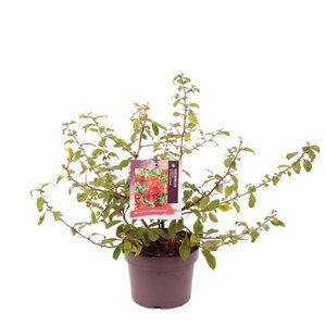 Chaenomeles sup. 'Crimson and Gold' 30-40 cm cont. 3,0L - afbeelding 3