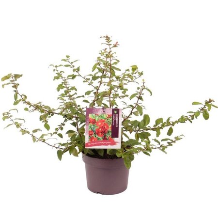 Chaenomeles sup. 'Crimson and Gold' 30-40 cm cont. 3,0L - afbeelding 3