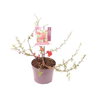 Chaenomeles sup. 'Crimson and Gold' 30-40 cm cont. 3,0L - afbeelding 3