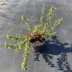 Chaenomeles sup. 'Crimson and Gold' 30-40 cm cont. 3,0L - afbeelding 4