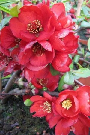 Chaenomeles sup. 'Crimson and Gold' 30-40 cm cont. 3,0L - afbeelding 2