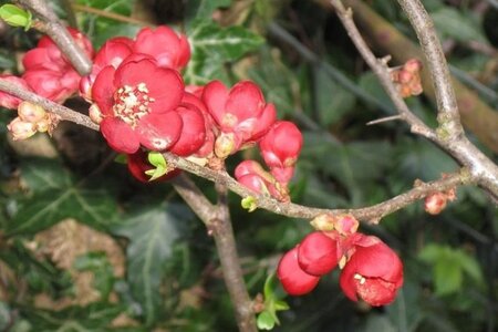 Chaenomeles sup. 'Crimson and Gold' 60-80 cm cont. 7,5L - afbeelding 1