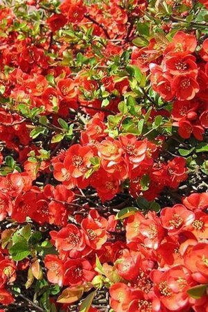 Chaenomeles sup. 'Fire Dance' 60-80 cm cont. 7,5L