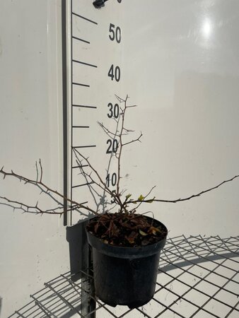 Chaenomeles sup. 'Jet Trail' 30-40 cm cont. 3,0L - afbeelding 5