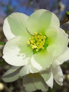 Chaenomeles sup. 'Jet Trail' 30-40 cm cont. 3,0L - afbeelding 3