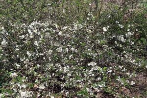 Chaenomeles sup. 'Jet Trail' 30-40 cm cont. 3,0L - afbeelding 4