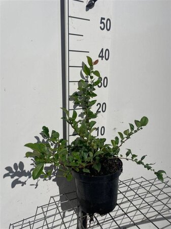 Chaenomeles sup. 'Jet Trail' 30-40 cm cont. 3,0L - afbeelding 5