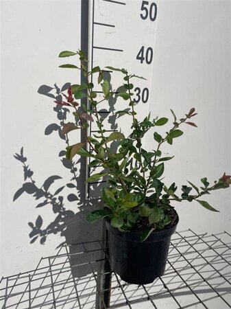 Chaenomeles sup. 'Nicoline' 30-40 cm cont. 3,0L - afbeelding 4