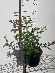 Chaenomeles sup. 'Nicoline' 30-40 cm cont. 3,0L - afbeelding 4