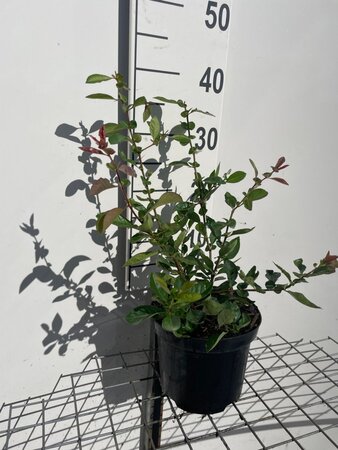 Chaenomeles sup. 'Nicoline' 30-40 cm cont. 3,0L - afbeelding 5