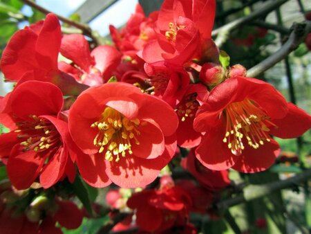 Chaenomeles sup. 'Nicoline' 60-80 cm cont. 7,5L - afbeelding 1