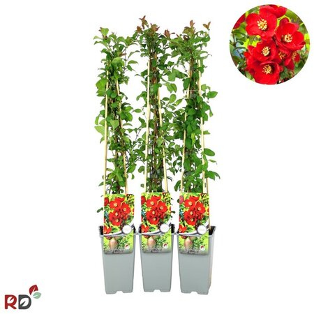 Chaenomeles sup. 'Nicoline' 70 cm vierkant 2L