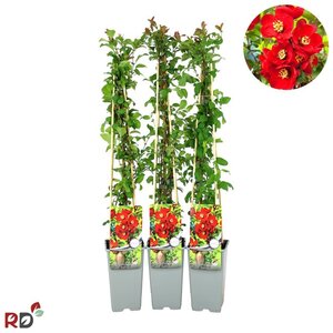 Chaenomeles sup. 'Nicoline' 70 cm vierkant 2L