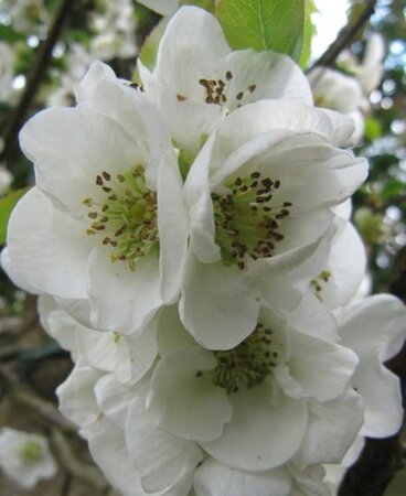 Chaenomeles spec. 'Nivalis' 60-80 cm cont. 7,5L - afbeelding 1