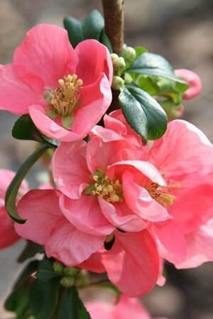 Chaenomeles sup. 'Pink Lady' 30-40 cm cont. 3,0L - afbeelding 1