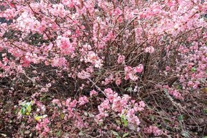 Chaenomeles sup. 'Pink Lady' 30-40 cm cont. 3,0L - afbeelding 2