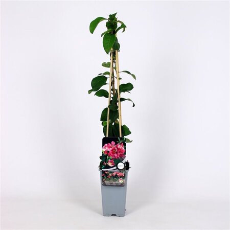 Chaenomeles sup. 'Pink Lady' 70 cm vierkant 2L