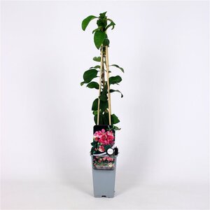 Chaenomeles sup. 'Pink Lady' 70 cm vierkant 2L
